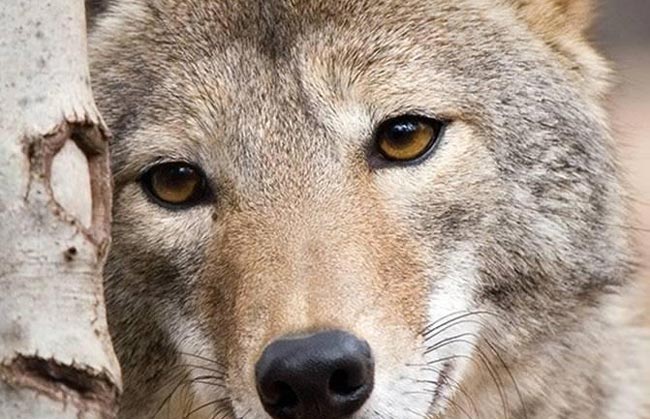 Волк манитобский — Canis lupus griseoalbus