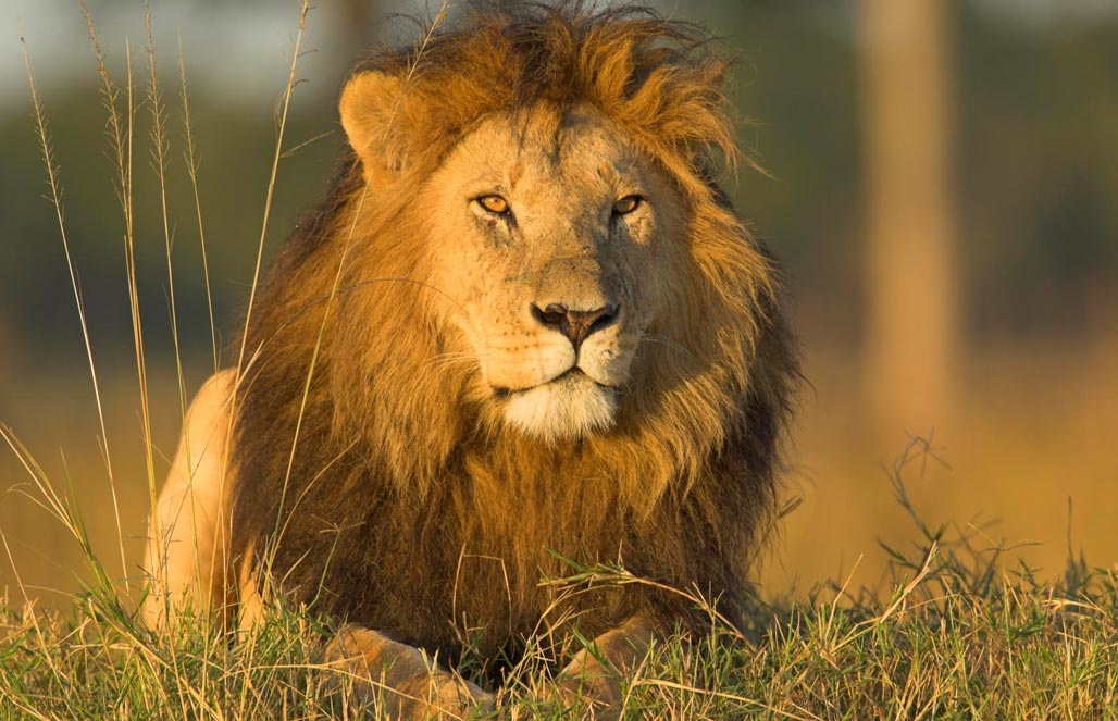 Лев кенийский