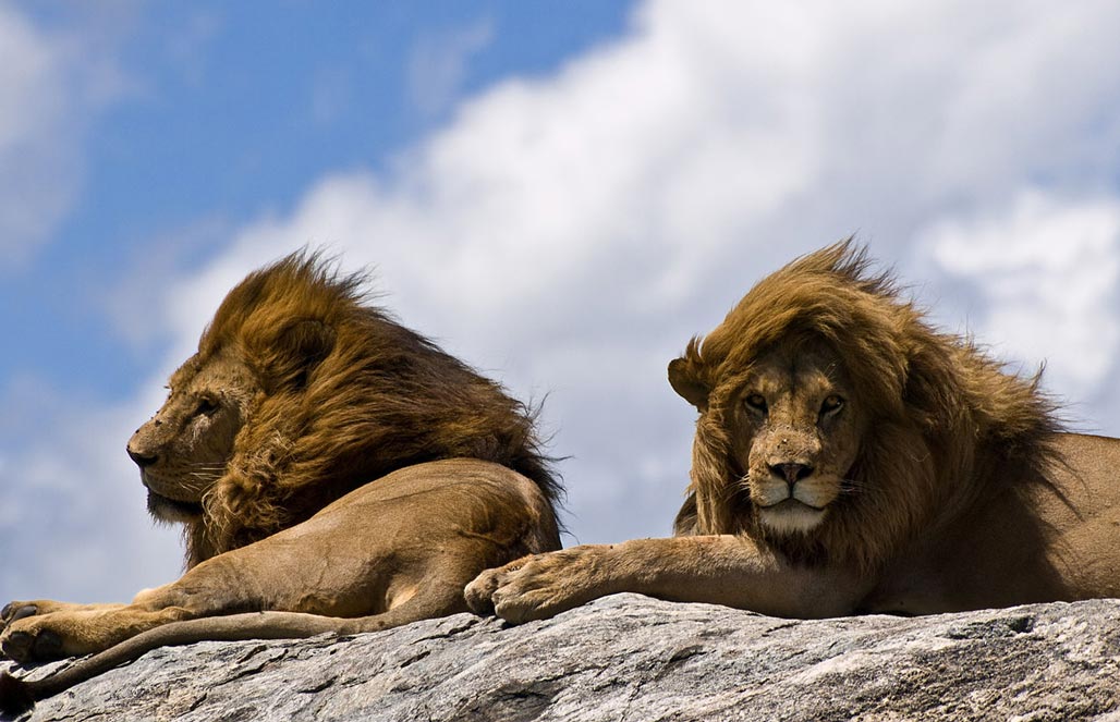Лев нубийский — Panthera leo nubica