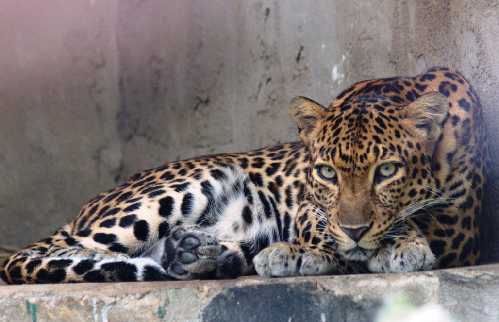 Леопард индокитайский — Panthera pardus delacouri