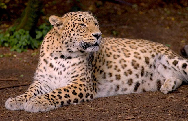 Леопард кавказский