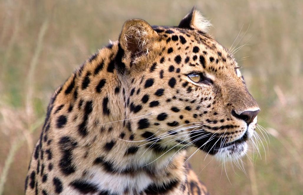 Леопард, или барс — Panthera pardus