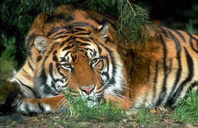 Тигр южнокитайский — Panthera tigris amoyensis