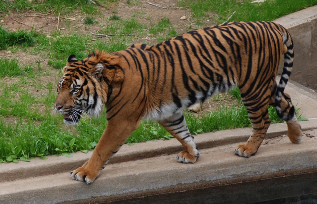 Тигр суматранский