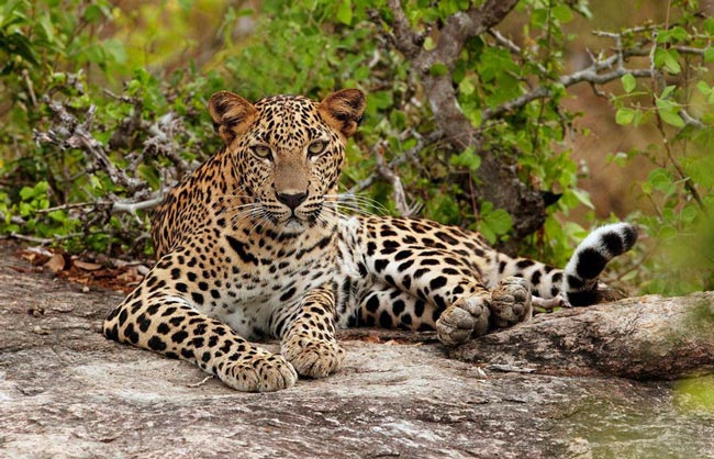 Леопард индийский — Pantherapardus fusca