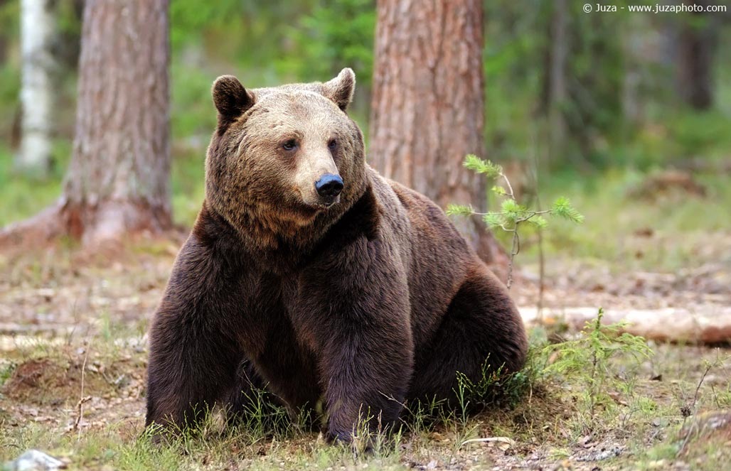Бурый медведь — Ursus arctos