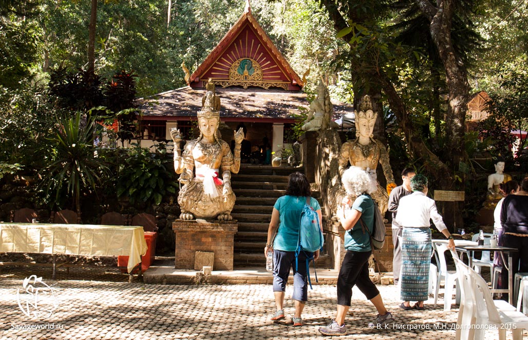 Восьмой день путешествия по Тайланду: Tigerkindom, национальный парк Doi Suthep-Pui