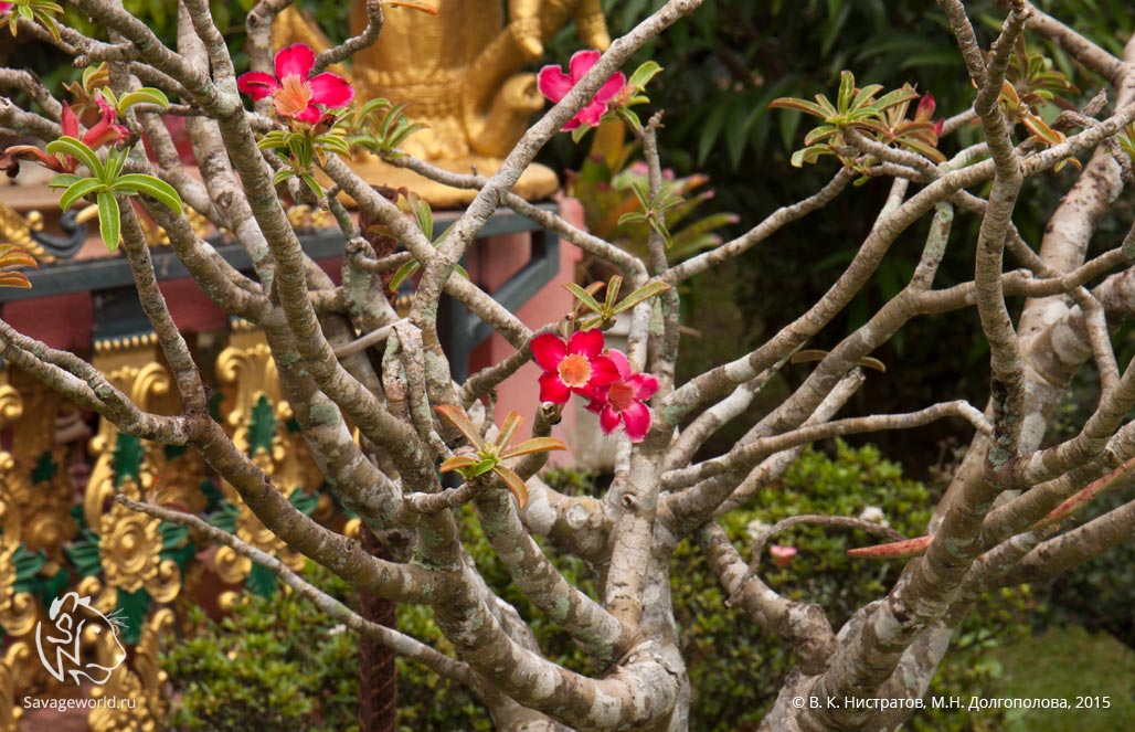 Шестой день путешествия по Тайланду: монастырь Най Харн, храм Wat Mongkol Wararam