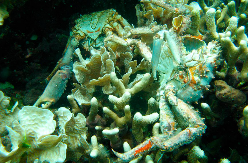 защита уязвимых морских обитателей