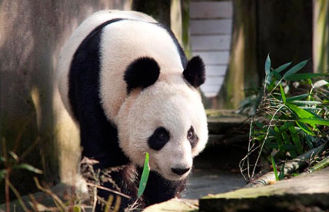 Эдинбургский зоопарк пополнится двумя гигантскими пандами