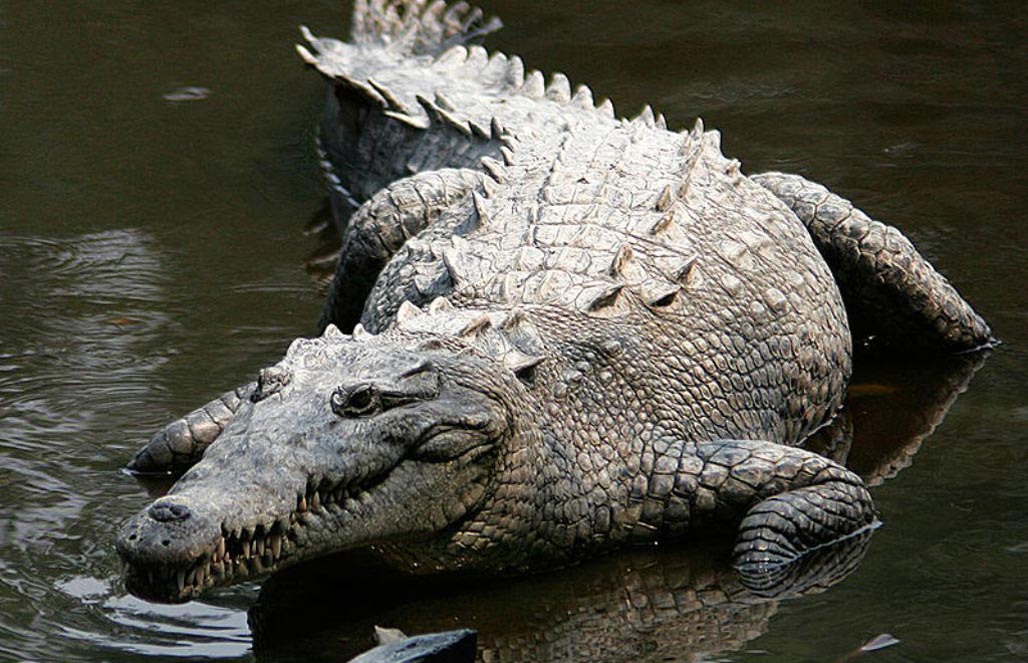 Как же крокодил перерабатывает крупную добычу?