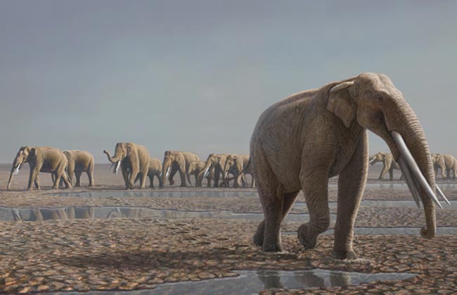 Несколько фактов из жизни слонов за 7 миллионов лет до нас