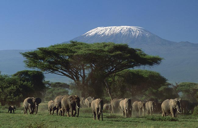 Национальный парк Амбосели. Слоны