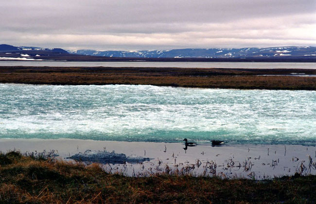 Большой Арктический государственный природный заповедник